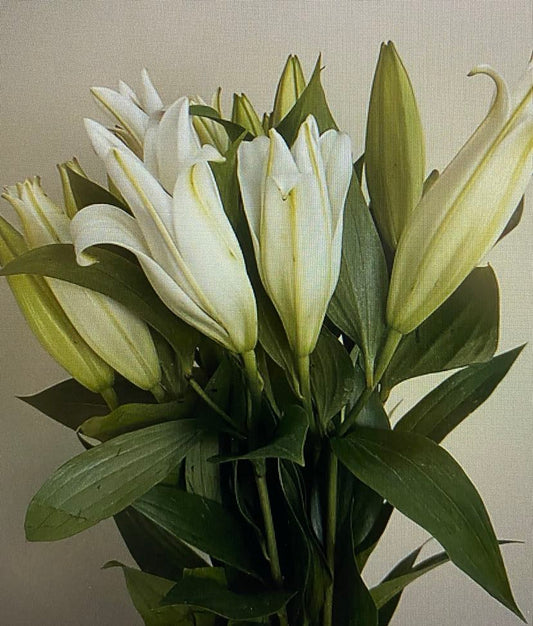 Timeless, Classic Oriental Lilies