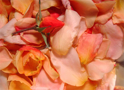 Committal Flowers - Fresh Rosemary & Petals - suitable for a Natural Burial