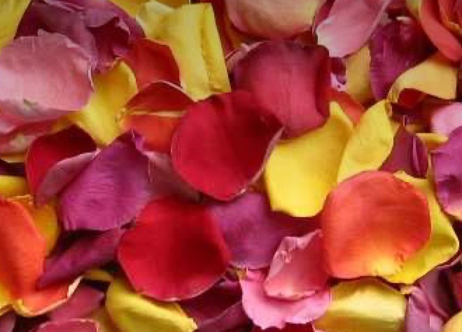 Fresh Rose Petals - Luxury & Romance