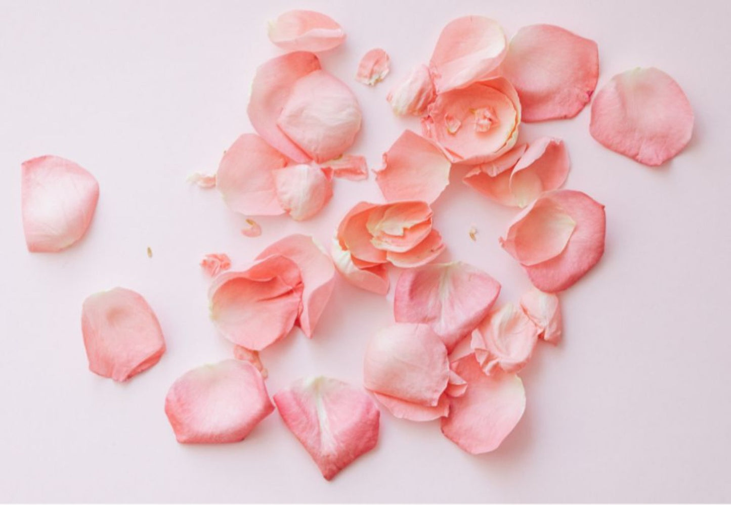 Fresh Rose Petals - Luxury & Romance