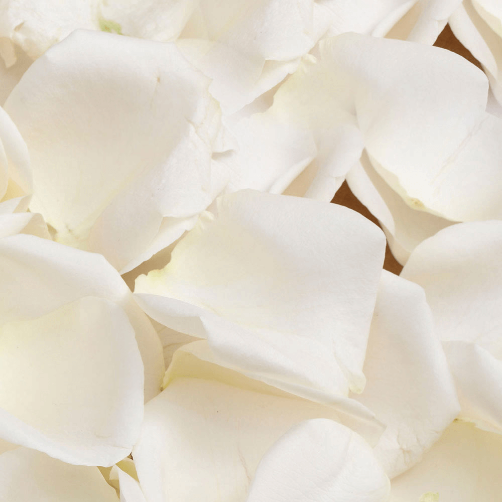 Fresh Rose Petals - Luxury & Romance